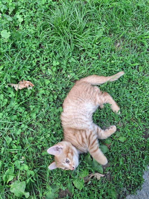 Рыжий котенок  домашний