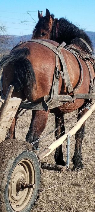 De vânzare o pereche de cai