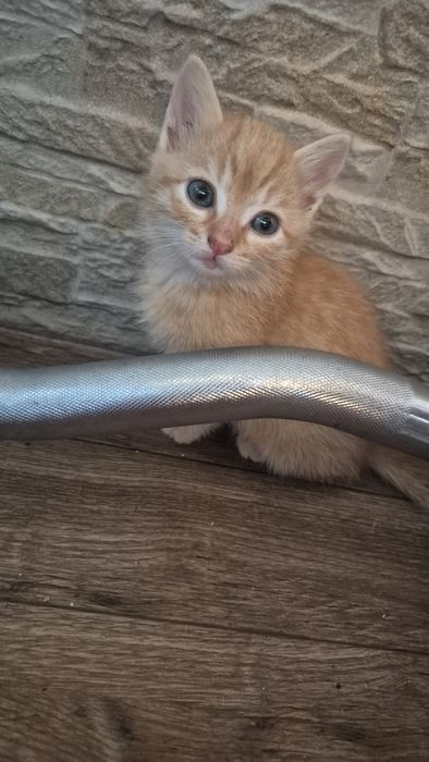Подаряват се котенцата