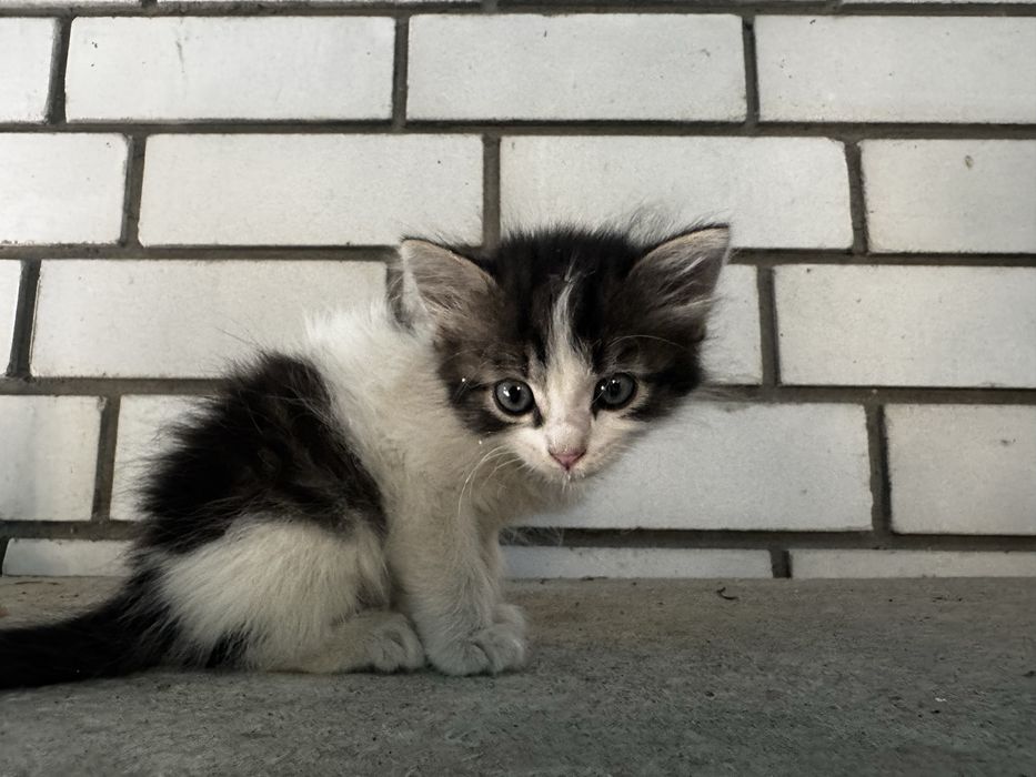 Отдам котенка подкинули