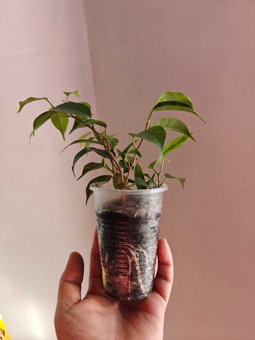 Фикус Бенддамина Анастасия