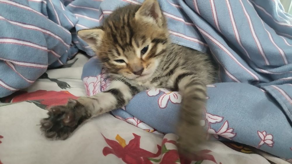 отдам бесплатно кошек