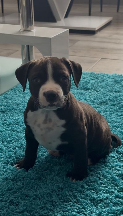 Amstaff mascul cu piept alb