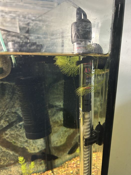 Продаю мальков моллинезии