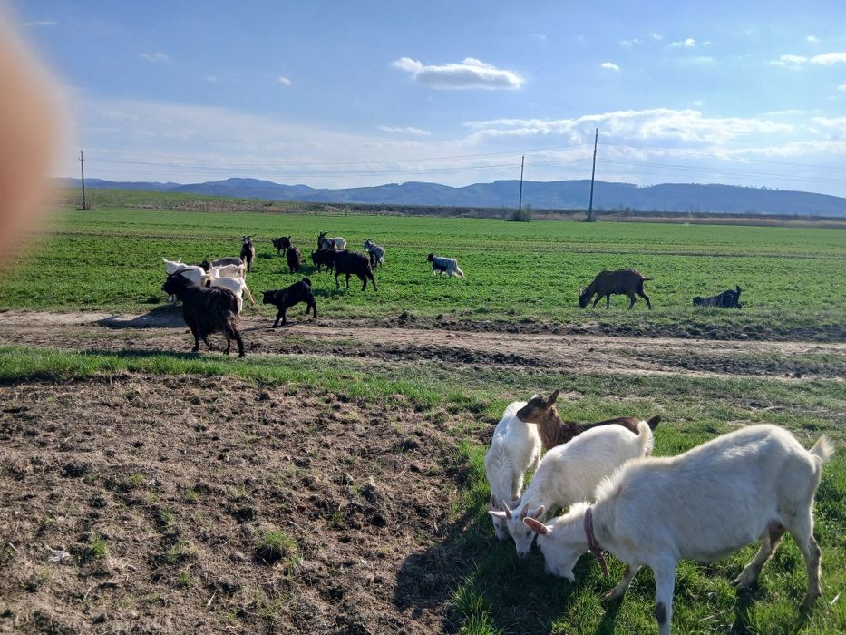 Vând iezi, cârlani