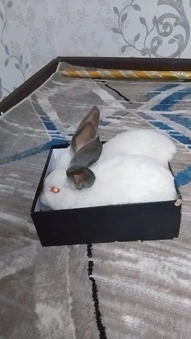 Kaliforniya zotli quyonla sotiladi 2 oylikdan o‘ti