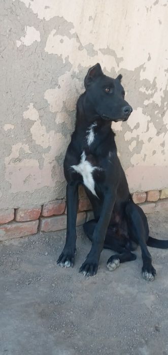 Pitbull erkak 8 oylik