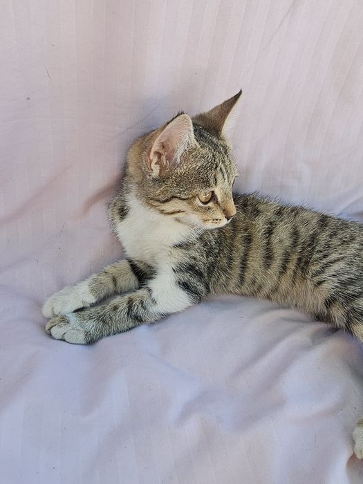 Отдам котёнка В хорошие руки.
