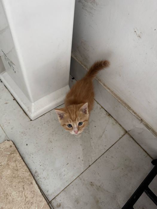 Котёнки отдам хорошие руки