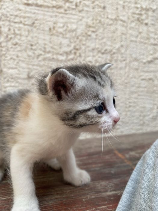 Отдам котят в хорошие руки