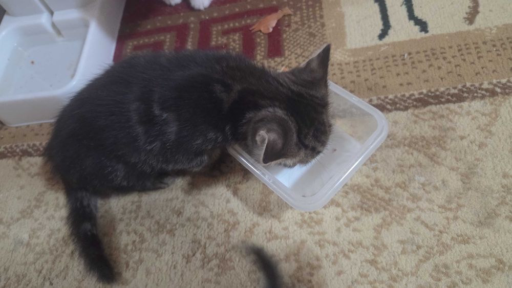 Отдам бесплатно котенка