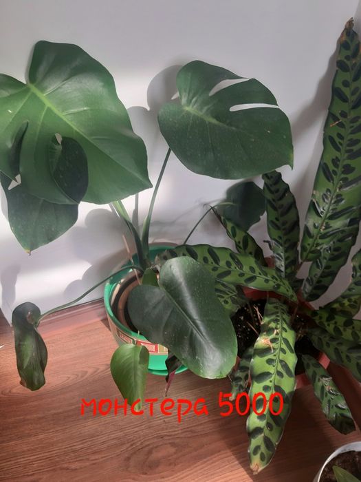 Комнатные растения