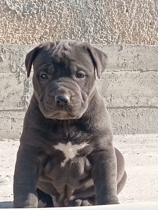 Пидбуль щенок продается