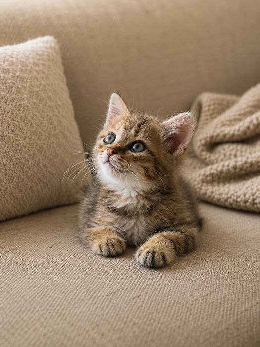 Котенок мальчки 1 месяц