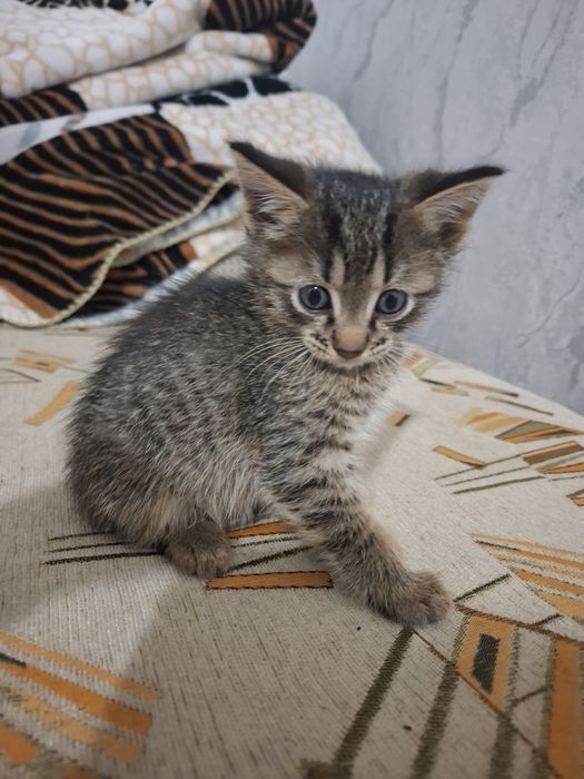 Отдам котят к добрые руки