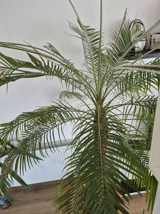 Palmieri Phoenix
