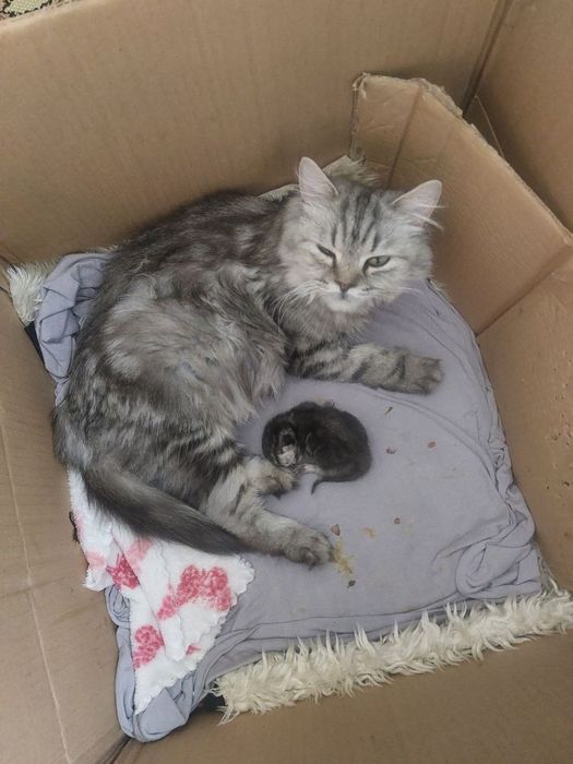 Skotsh strayt mushuk