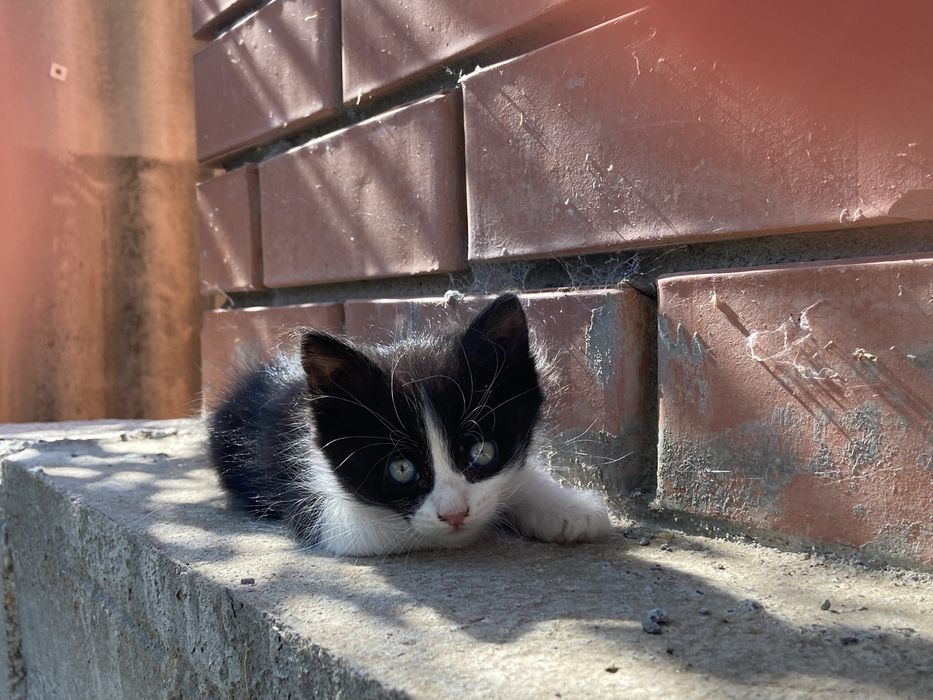 Котяты 3 месяца 2 недели