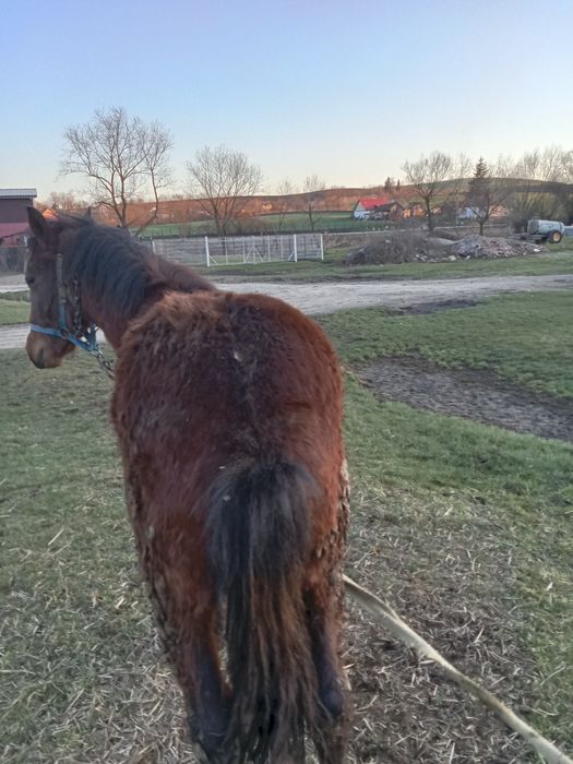 Vînd mânz de 10 luni