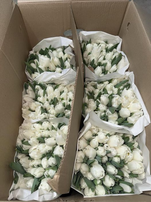 Тюльпаны к 8 Марта  Оптом и в розницу.