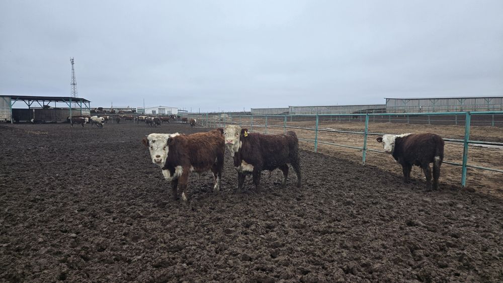 Продаем крс на согым коровы 1600 за кг . Быки 2100 за кг