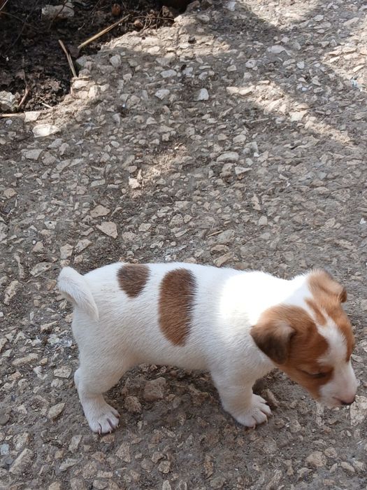 Джак ръсел териер