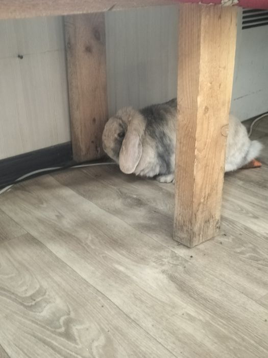 Кролик декоративный