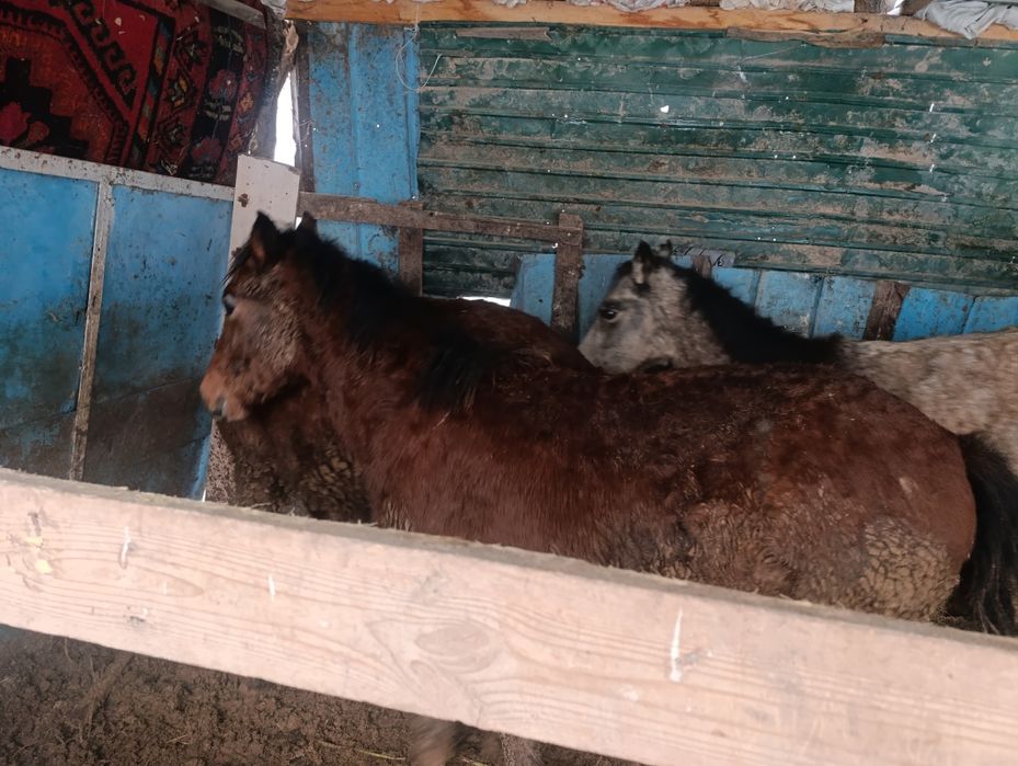 Продам полторашек жирных