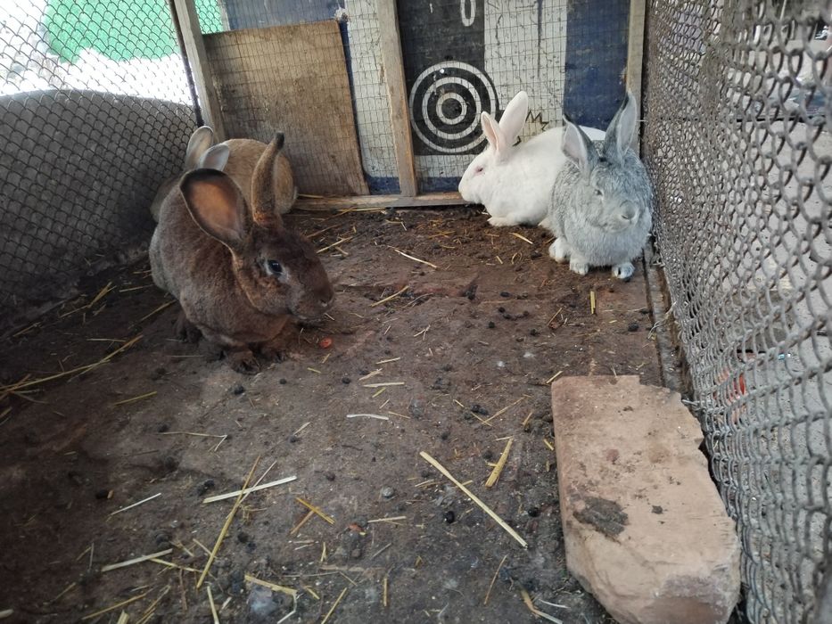 Quyon sotlad soglom boqilgan