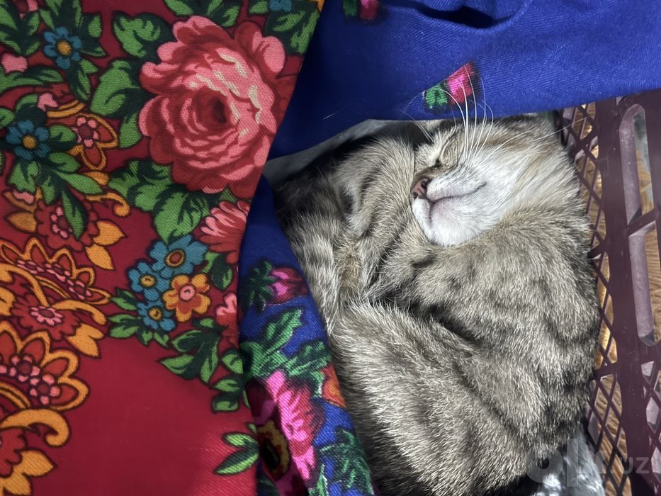 Котенок в добрые руки