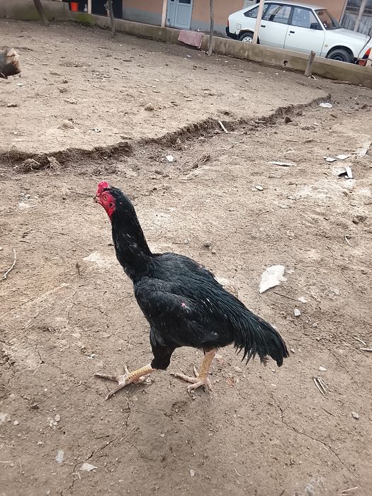 Дакан кораз сатылад июнский