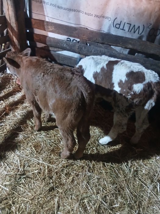 Vând 2 viței frumoși