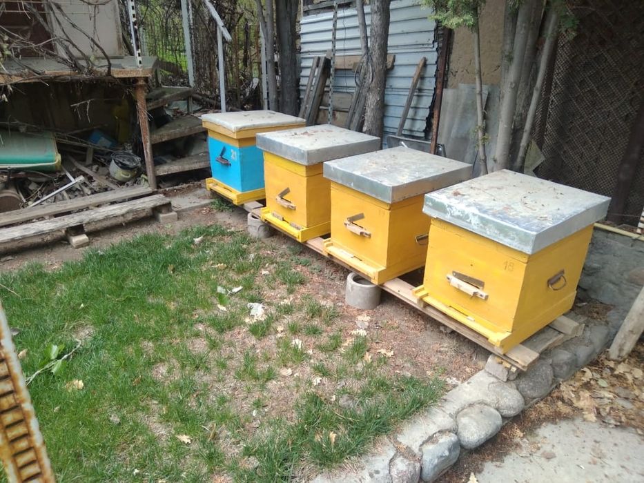 Продам пчёл Карника