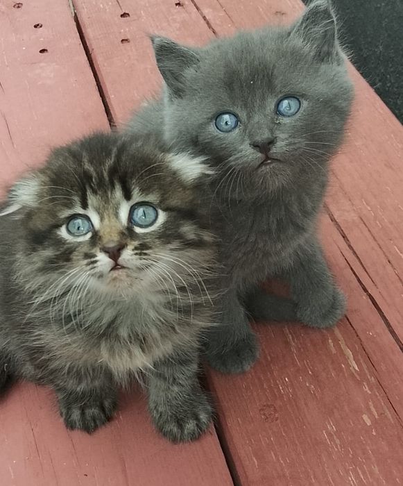 Породистые котята