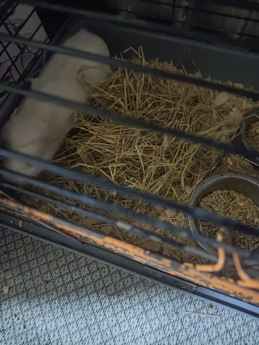 Продам морскую свинку с клеткой