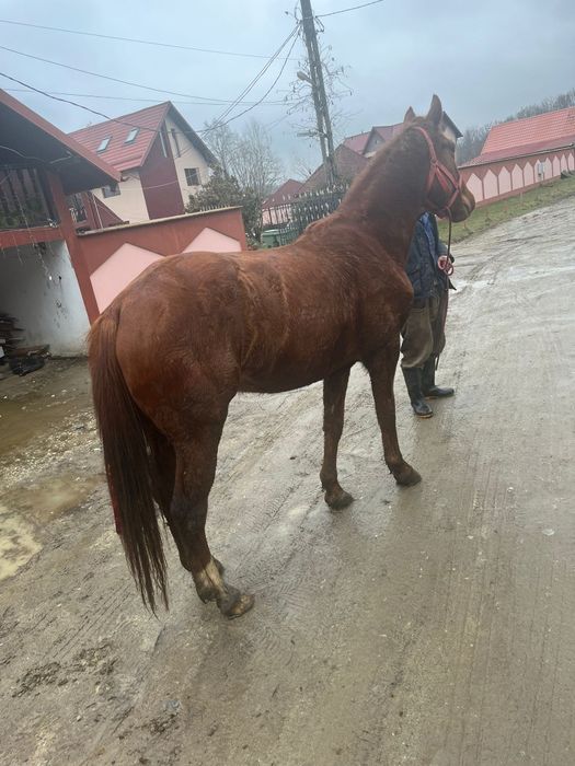 Vînd iapă foarte cuminte de 4 ani pe 5 or ce probă