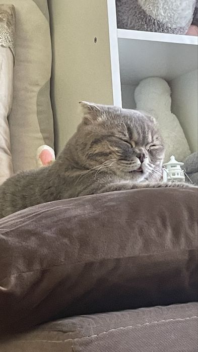 Продам кота скотишь фолд