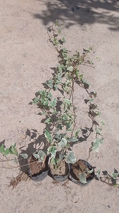 Pulyush gullari sotiladi