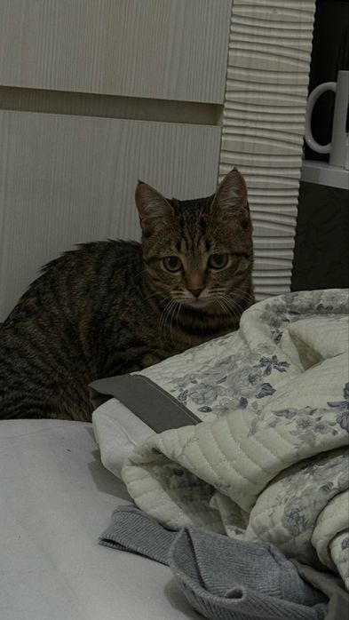 СРОЧНО! отдаю кошку в хорошие руки!