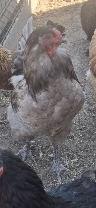 Продам петуха Америукана
