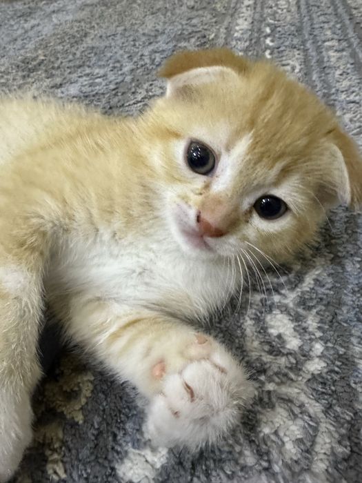 Вислоухие котята