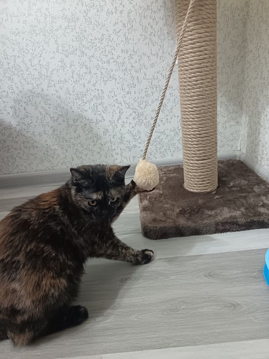 Пристратвается котенок в добрые руки