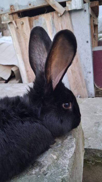 Erke Quyon Sotiladi 4 kilo