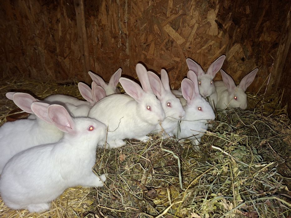 Hycole de 2.5-3.5 luni