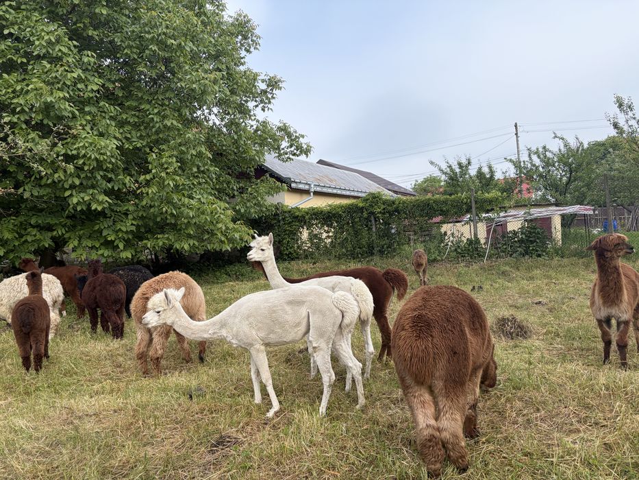 Alpaca de vanzare