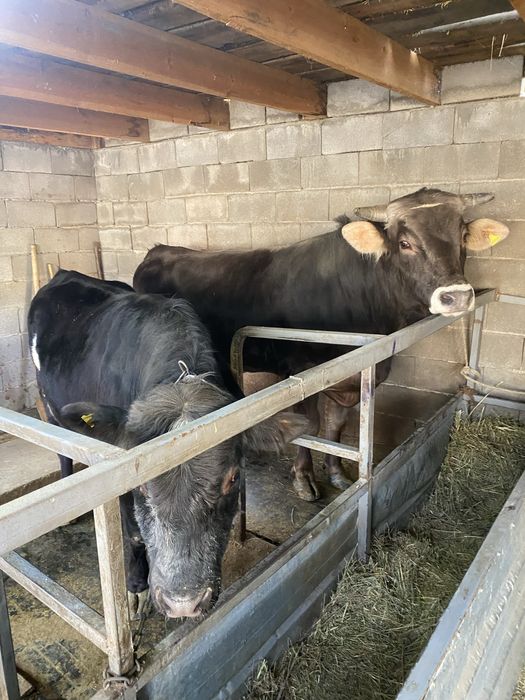 Быки Алатауская порода