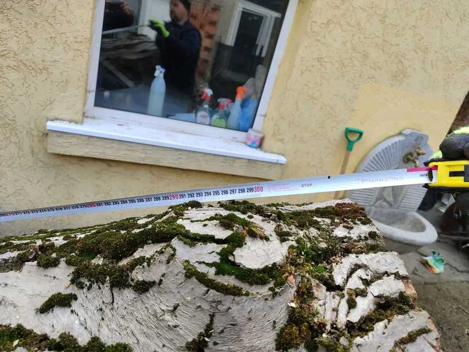 Орех дънер 53 см диаметър