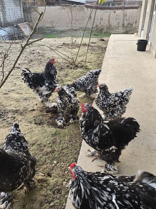 Продаётся мрамор брама 5 шт