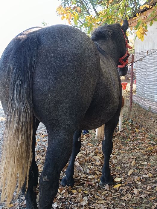 Vând mânză de 3 ani