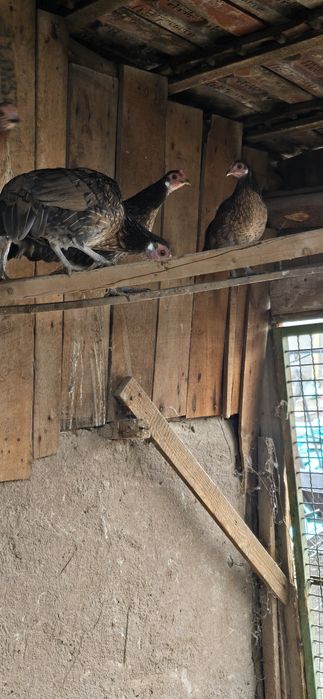 Vand gaini  phoenix , pui si oua de incubat